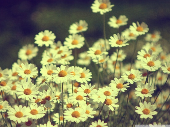 tumblr_static_vintage_daisies_photography-wallpaper-1920x1440